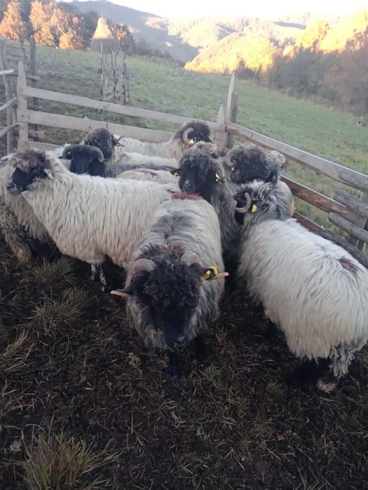 Vand 10 oi bucălăi gestante