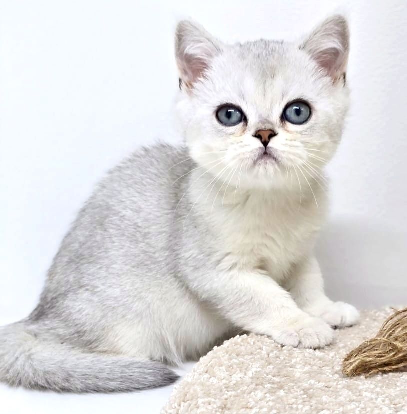 Британские котята