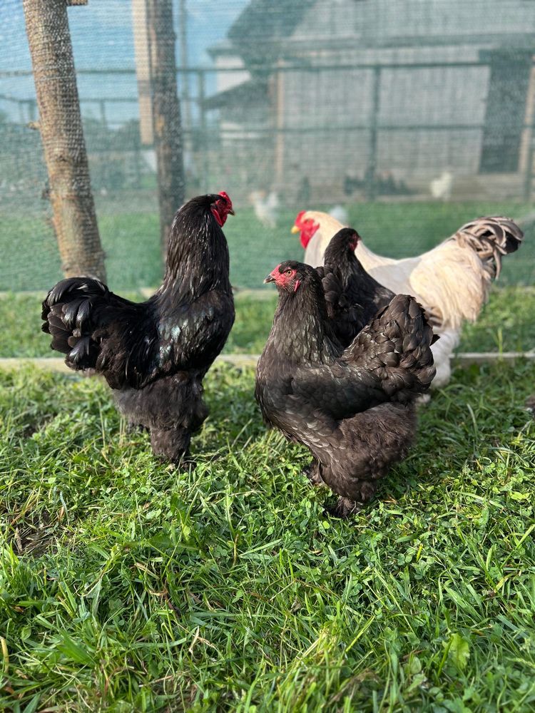 Oua Brahma incubat