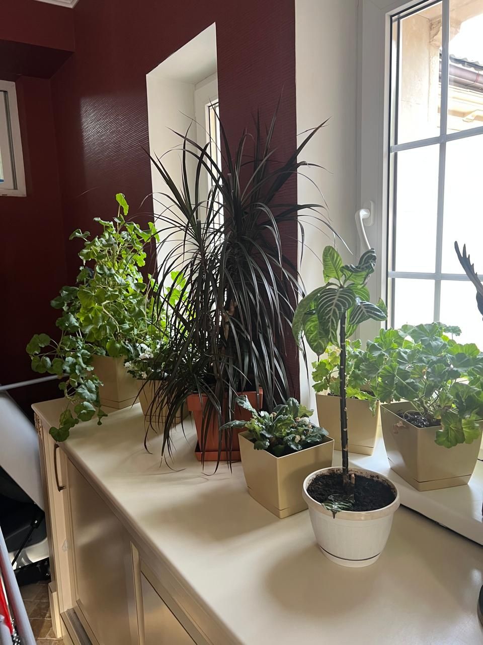Продам разные  комнатные растения