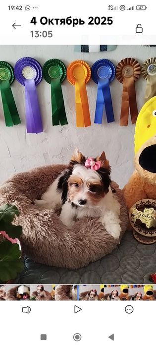 Щенок бивер Йорк