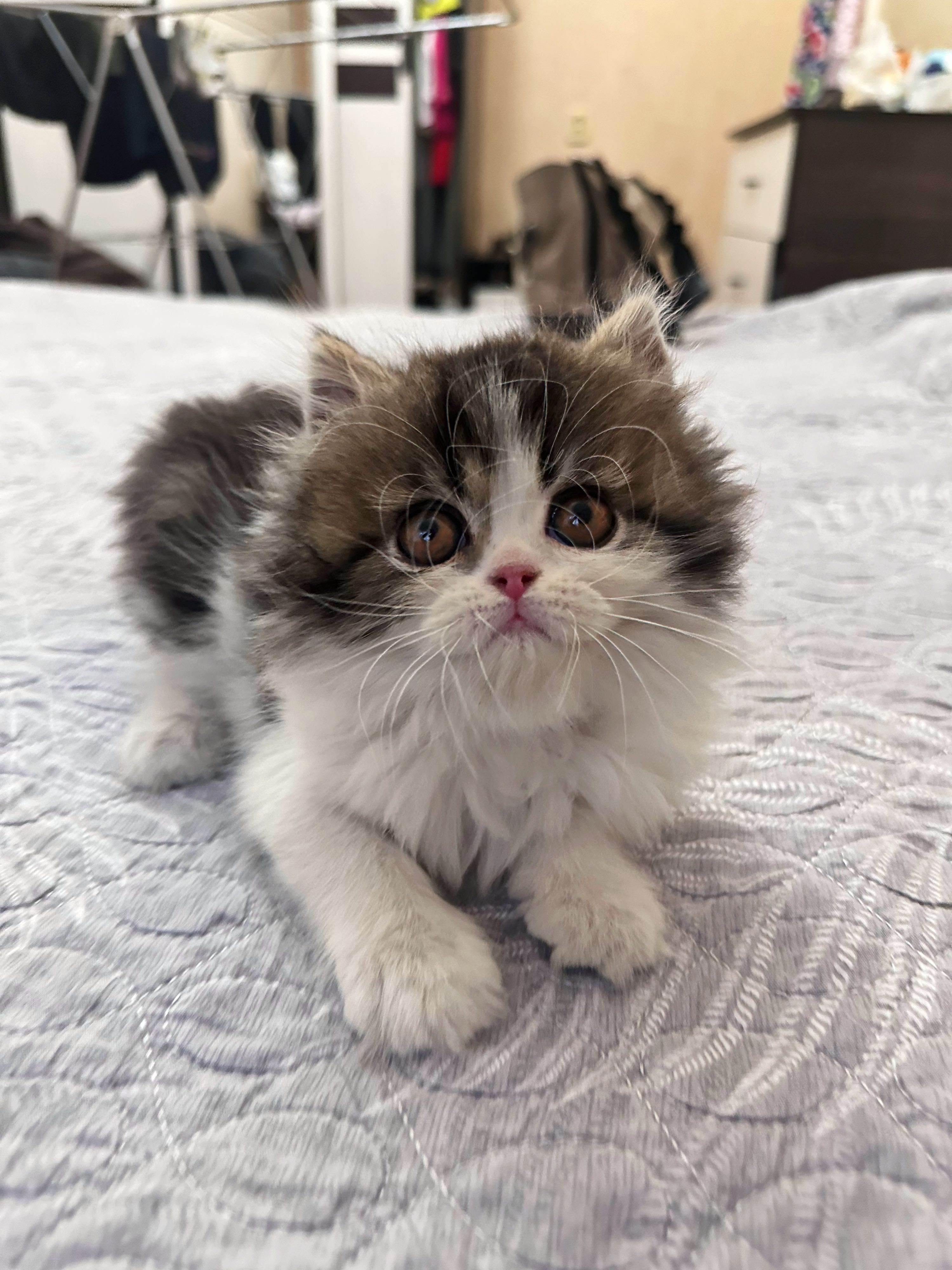 Персидские котята