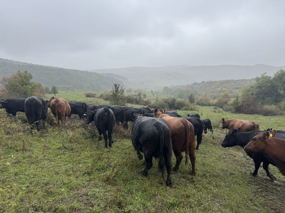 Vand vaci Aberdeen Angus