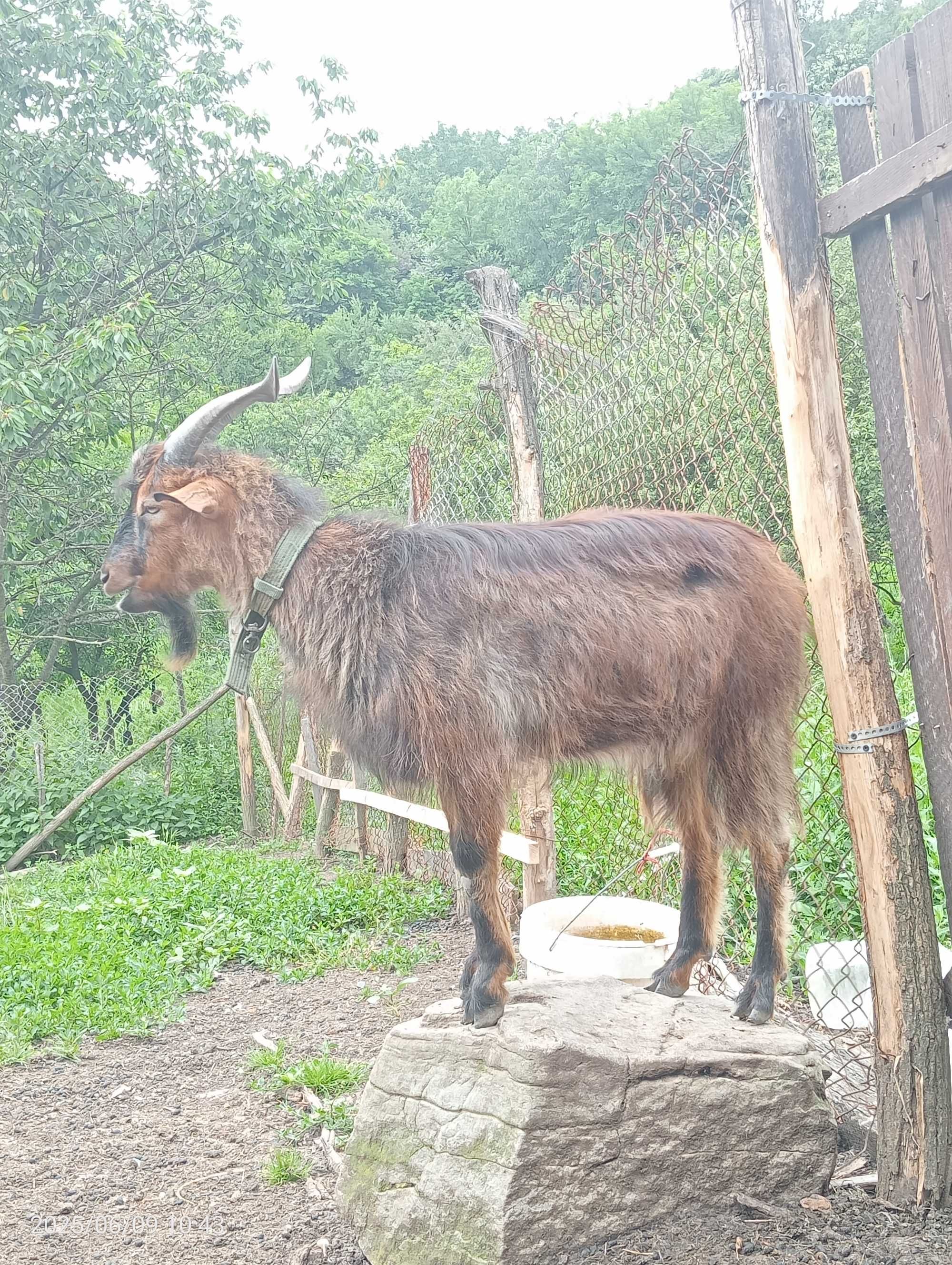 țap cuminte de 14 luni
