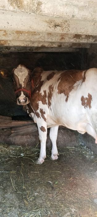 Корова аширская порода