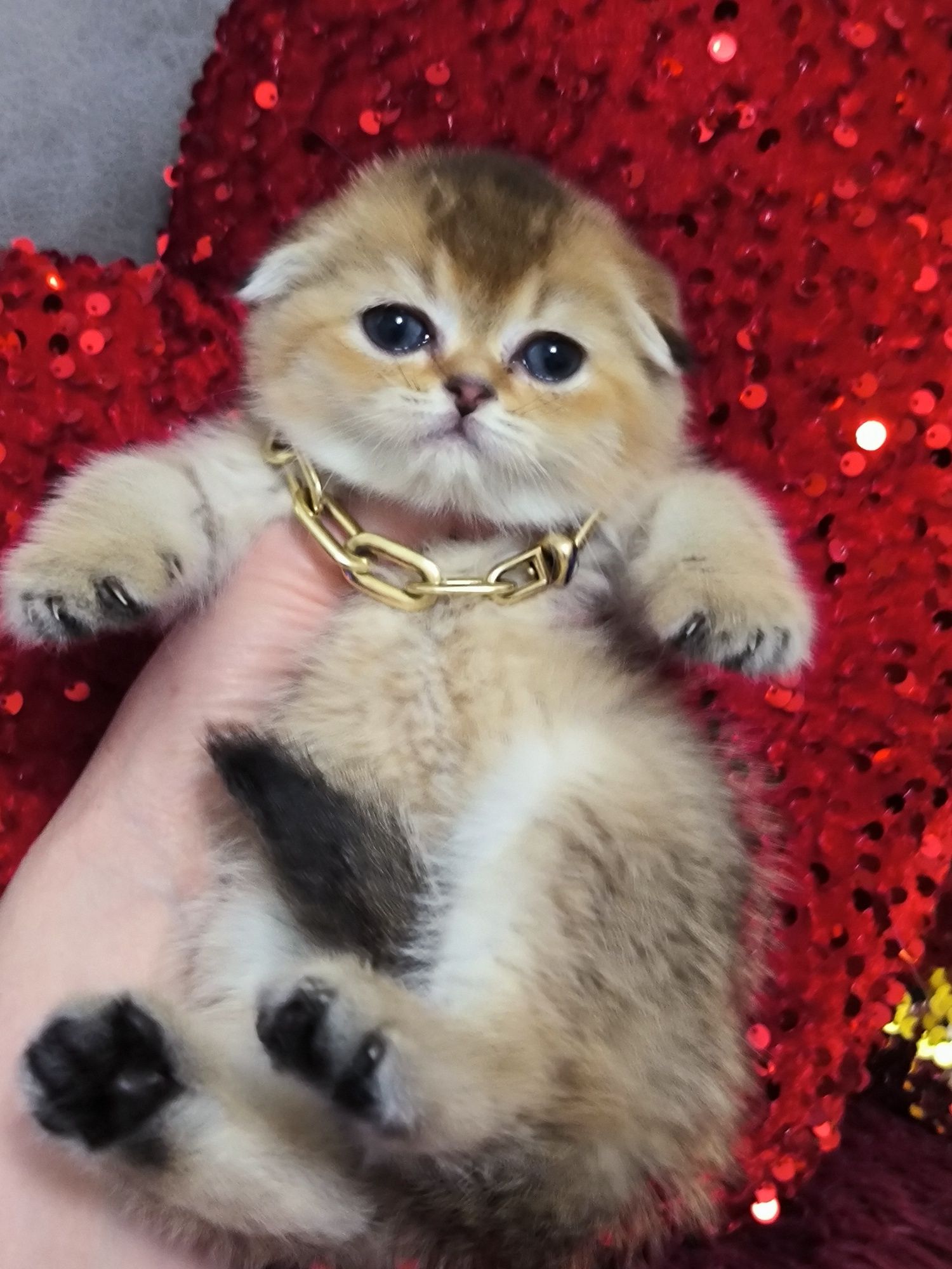 Котята от правильной вязки