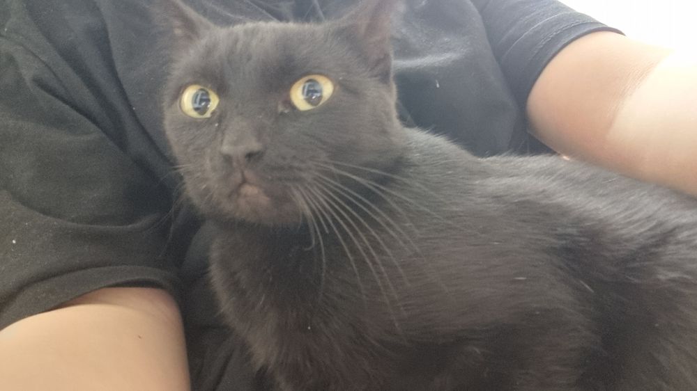 Отдам молодую кошку