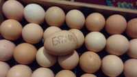 Продам Яйца Кур Брама