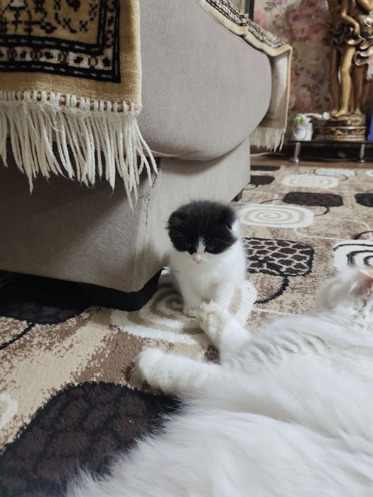 Котёнок Вислоухий  Шотландец.