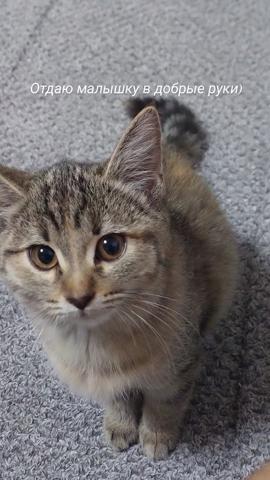 Отдам кошечку в добрые руки