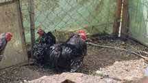 Cochinchina pitic ,bobat