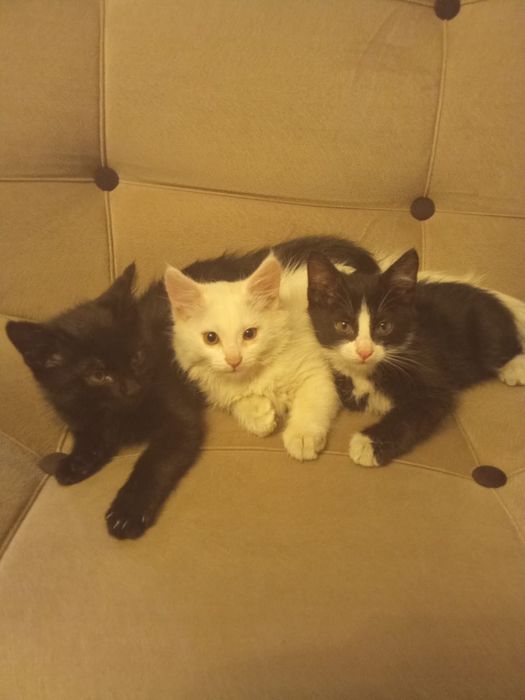 Отдам котят в добрые руки