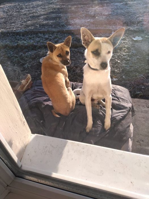 Отдаем собачек в добрые руки!