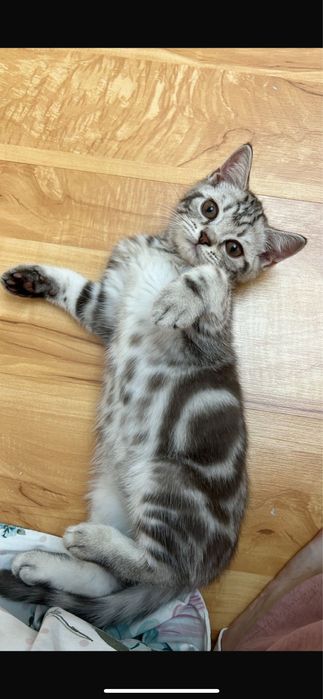 Скоттиш страйт кот
