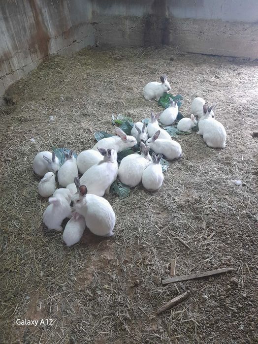 Vând iepuri maturi și pui