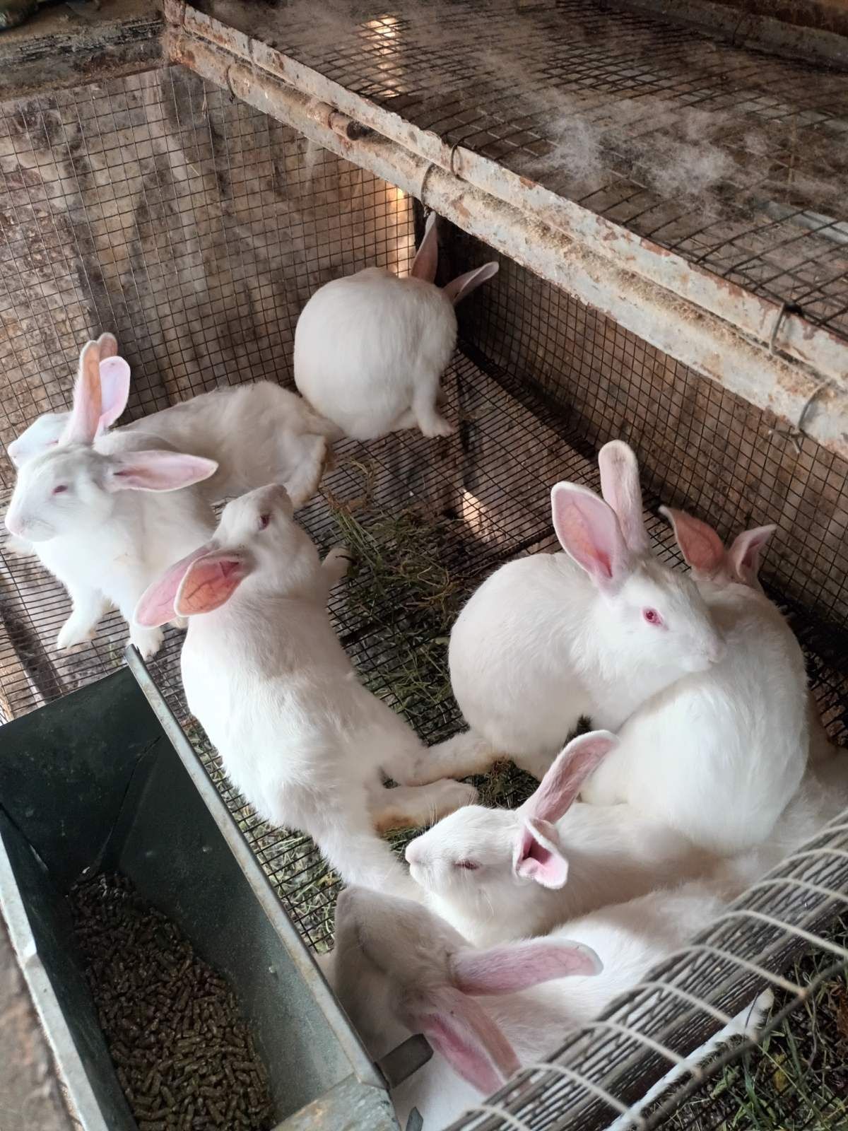 Зайци Сика Бургас