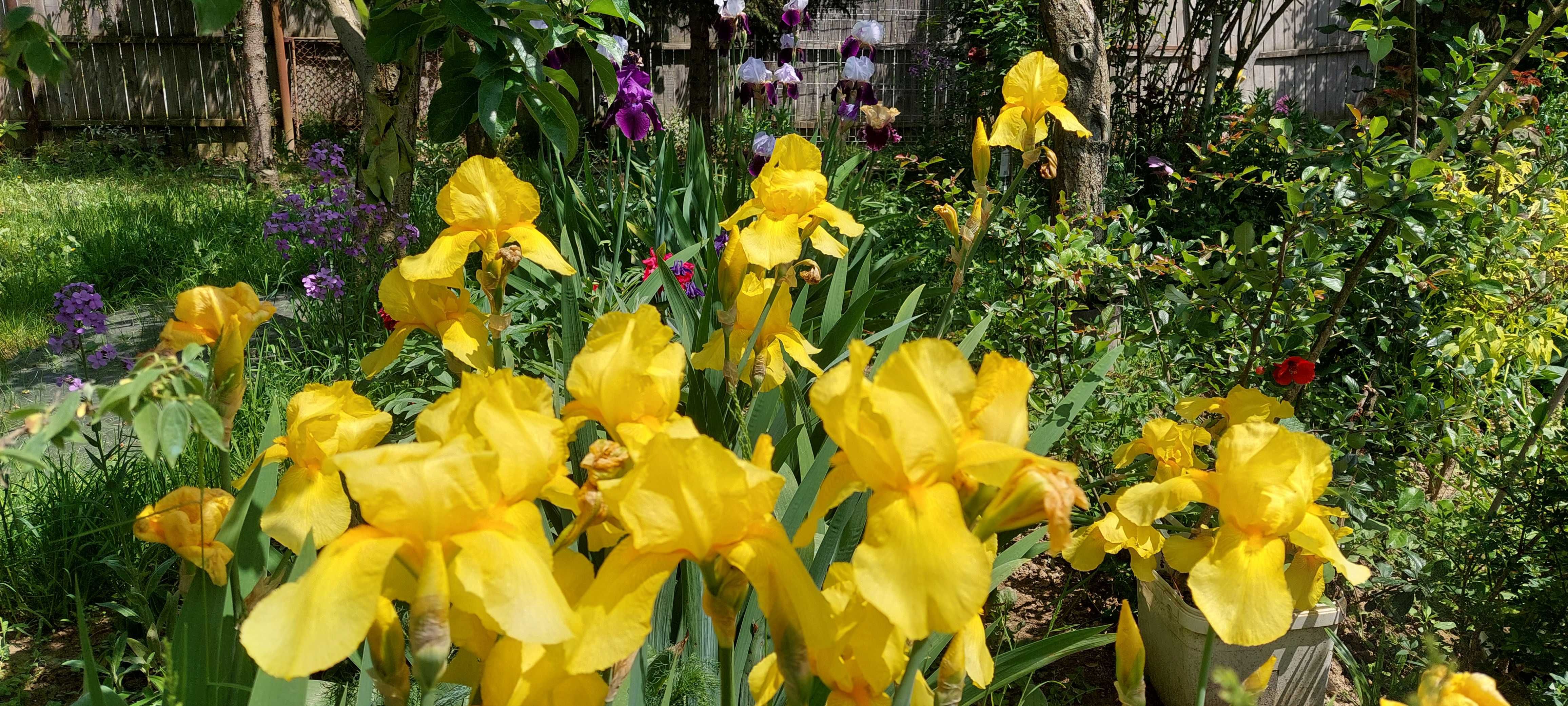 Iris culoare galben deosebit