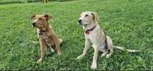 cautam adoptie 2 labradori, frate-sora (Cluj, dar transportam oriunde)