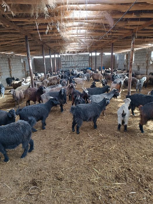 Қўй, эчки ва улоқлар сотилади. Боқилган