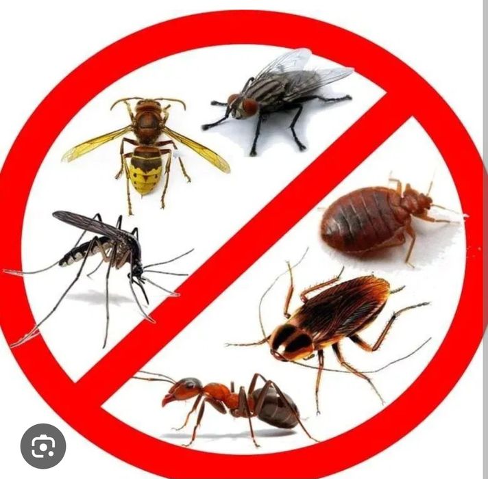 Dezinfeksiya Xizmati