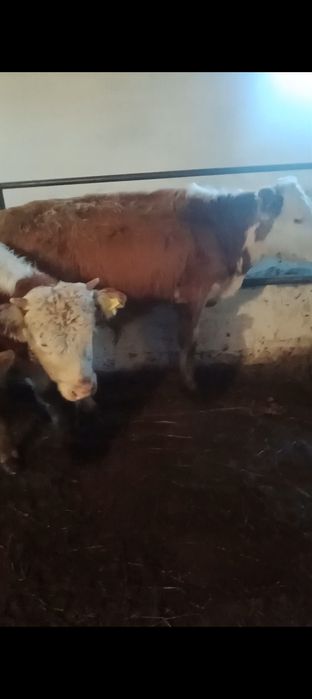 Продам 7 бычковвв