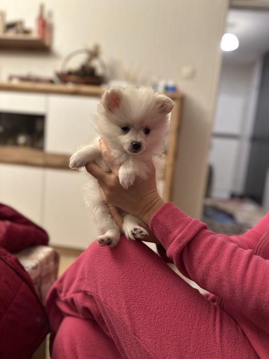 Женско померанче