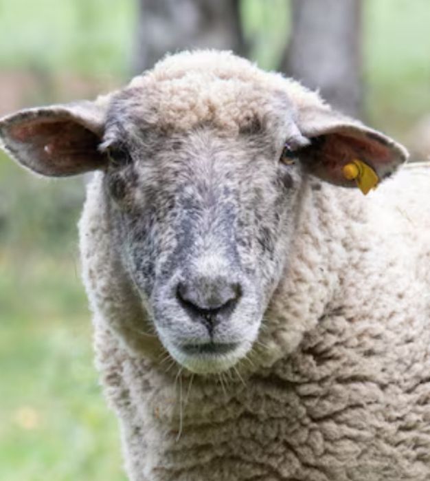 . Қойлар сатылады.