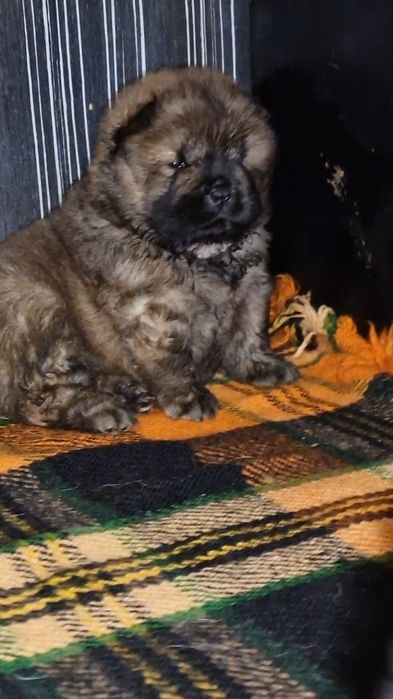 Елитно червено момченце ЧАУ ЧАУ с международно родословие