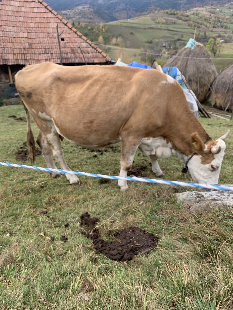 Vând vaca bălțată românească