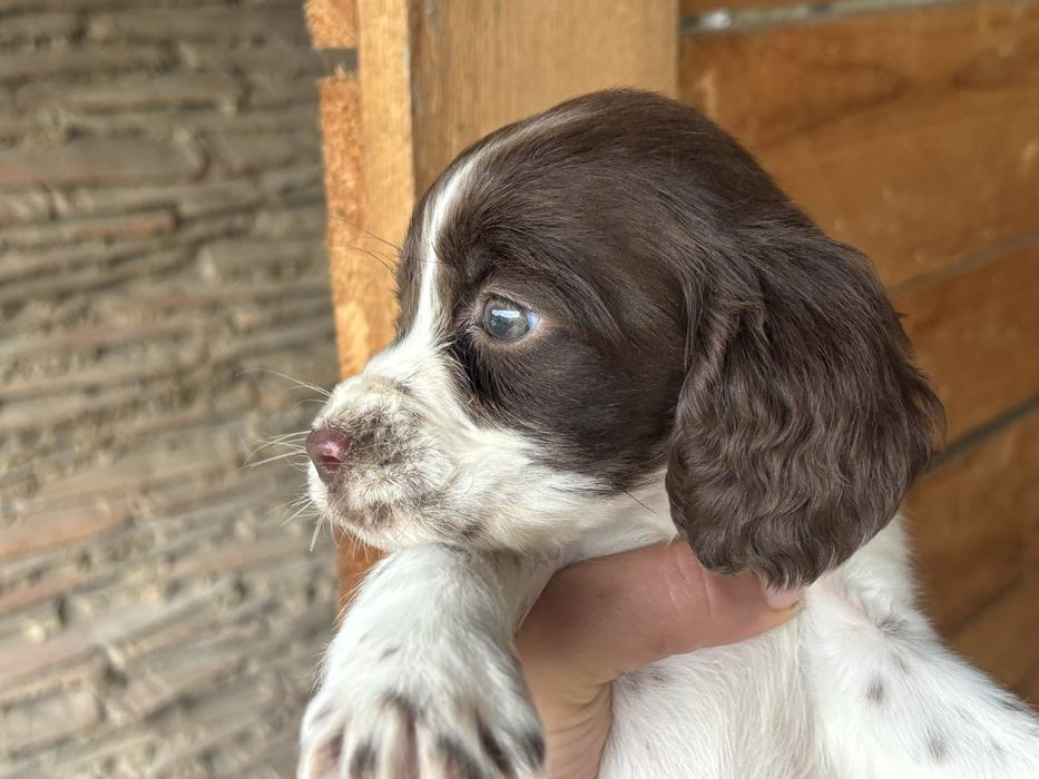 Английски спрингер шпаньол