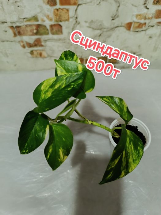 Продам комнатные цветы