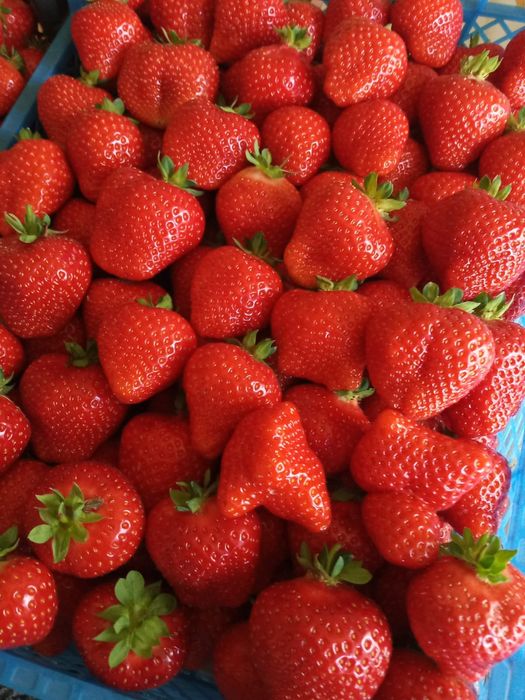 Продаются саженцы клубники крупной,сортовой
