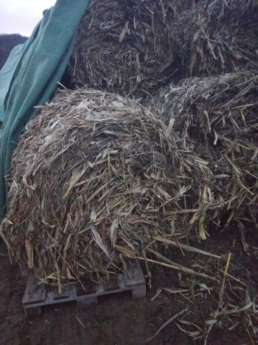 vind baloti rotunzi de tocatura de coceni de porumb 120 pe 120