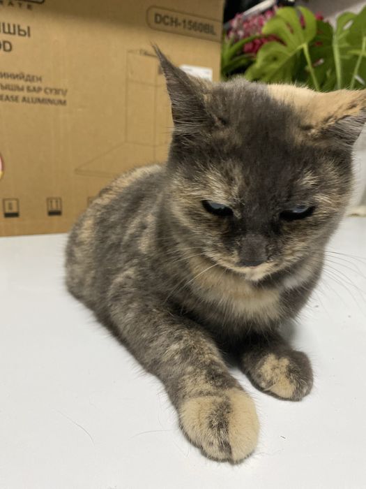 Кот красивый трехцветный