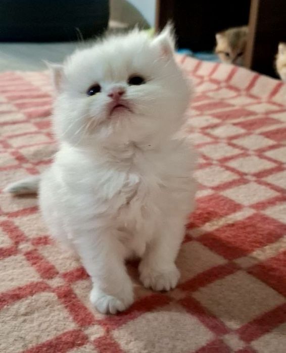 Британские котята шиншиллы чистокровные