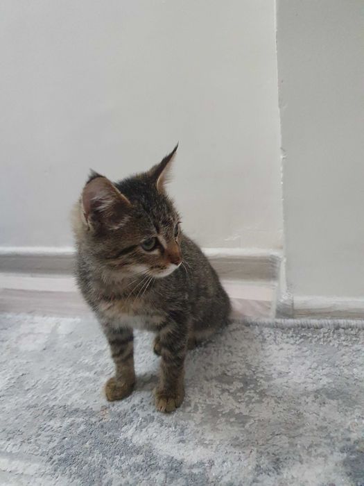 Котёнок отдам в хорошие руки