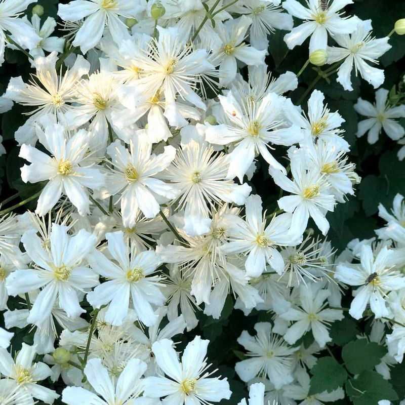 Клематисы, красиво цветущая садовая лиана