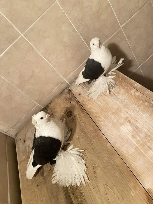 Продам голубей пара