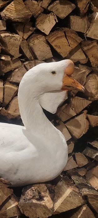 Gascan african alb / gaste africane