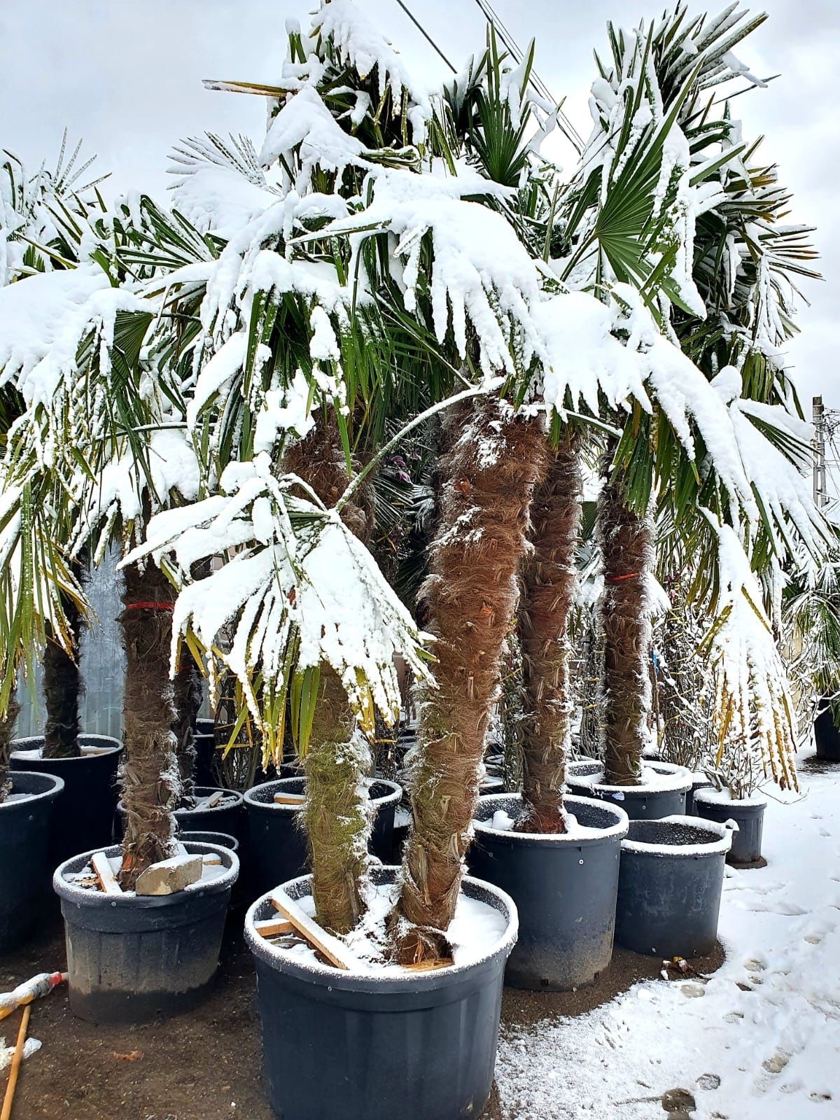 Vand palmieri rezistenti iarna la îngheț, plante exotice int -exterior