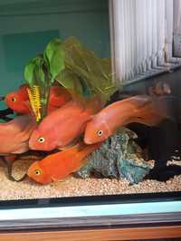 Продавам риби червен папагал.