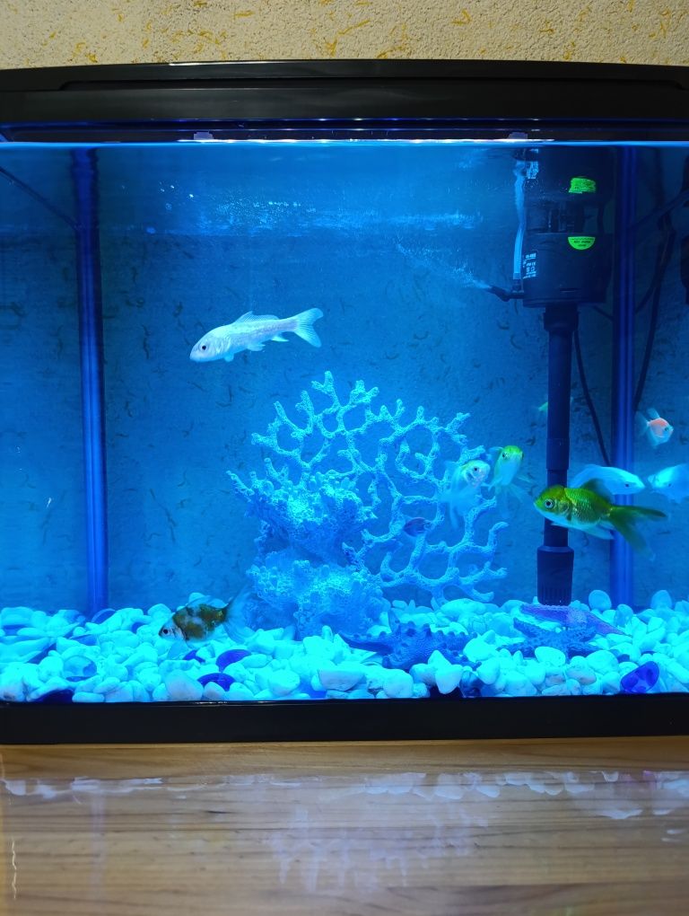 Akvarium sotiladi baliqlari bilan