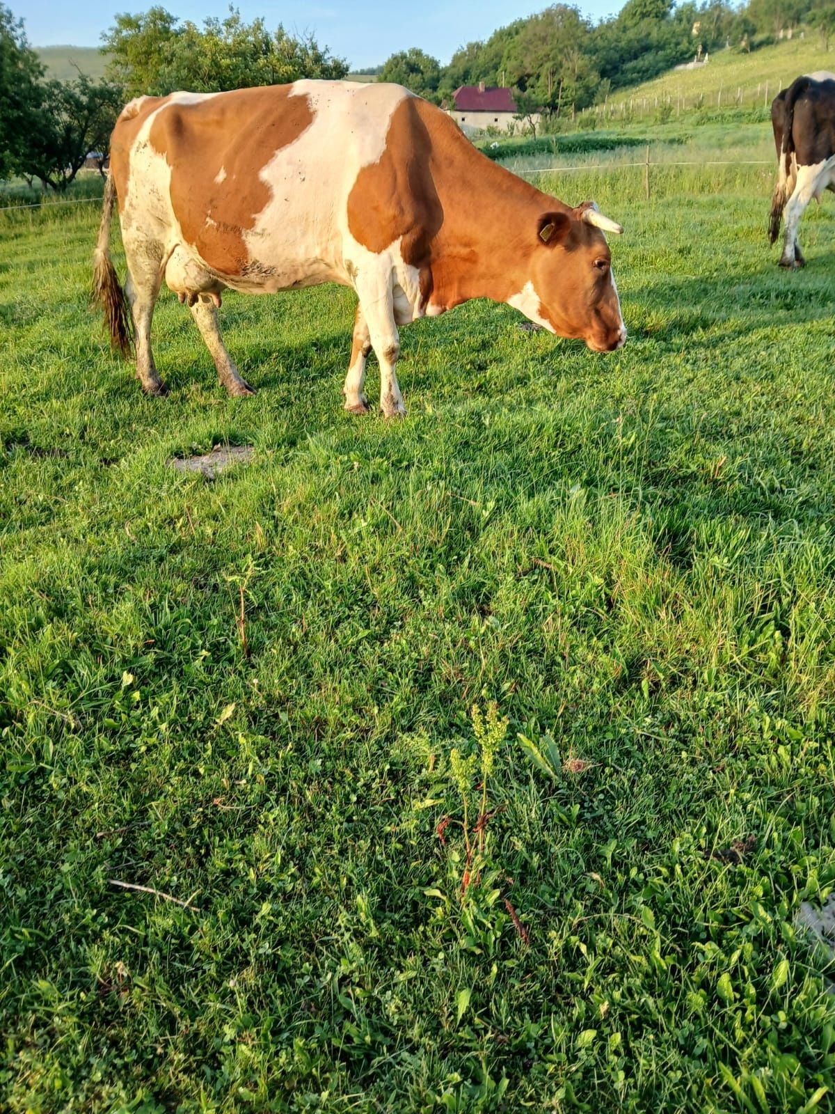Vacă gestantă de vanzare