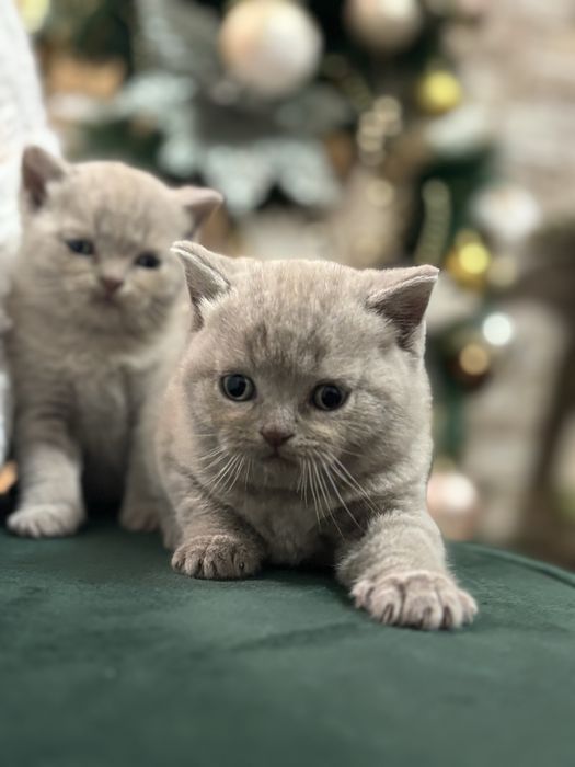 Британски котета (лилави)