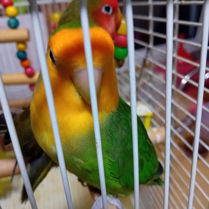 Papagali agapornis cu colivie