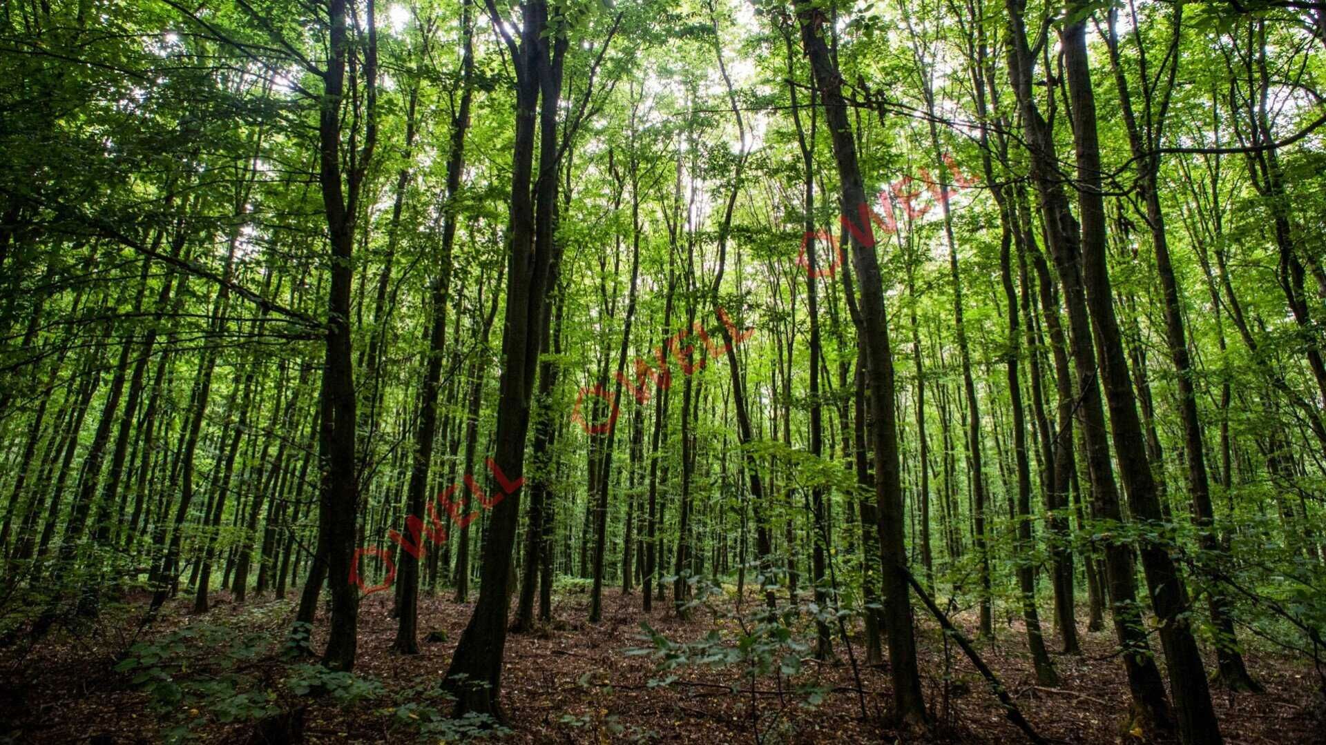 De vânzare 50.000 m2 pădure, în Kuvaszó, comuna Brăduț