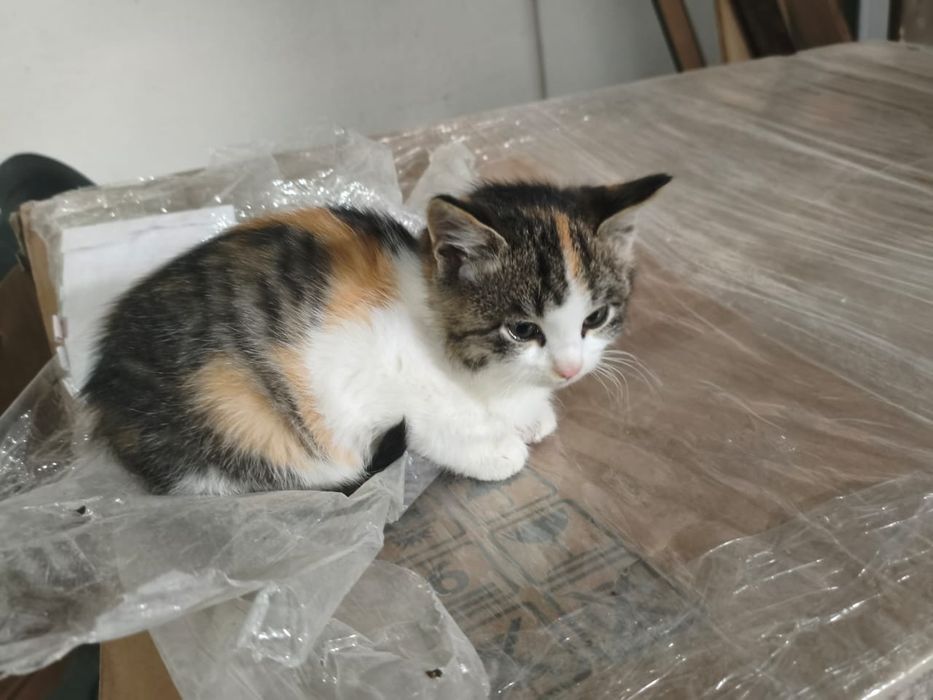 Котята породистые 1,5 месяца