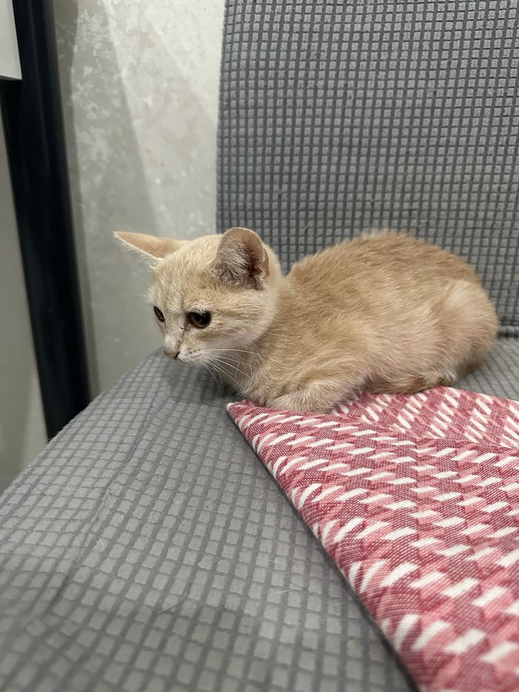 Котенок девочка бесплатно в добрые руки