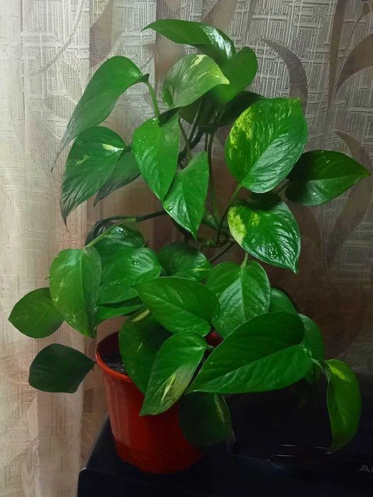 Продам. Эпипремнум  или сцендапсус золотистый.