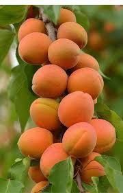 Cais columnar Asian pearl la ghiveci